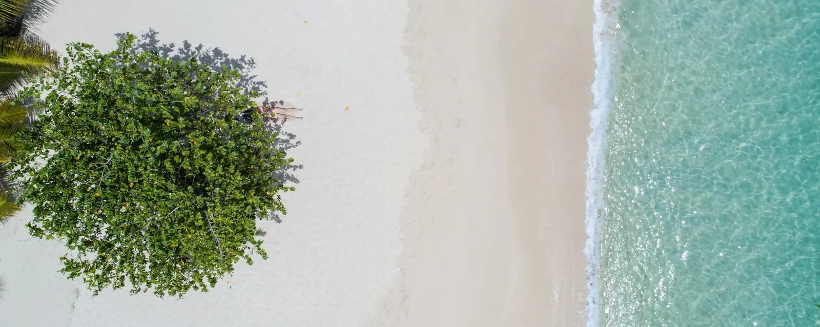 A beach tree and turquoise sea in Grenada