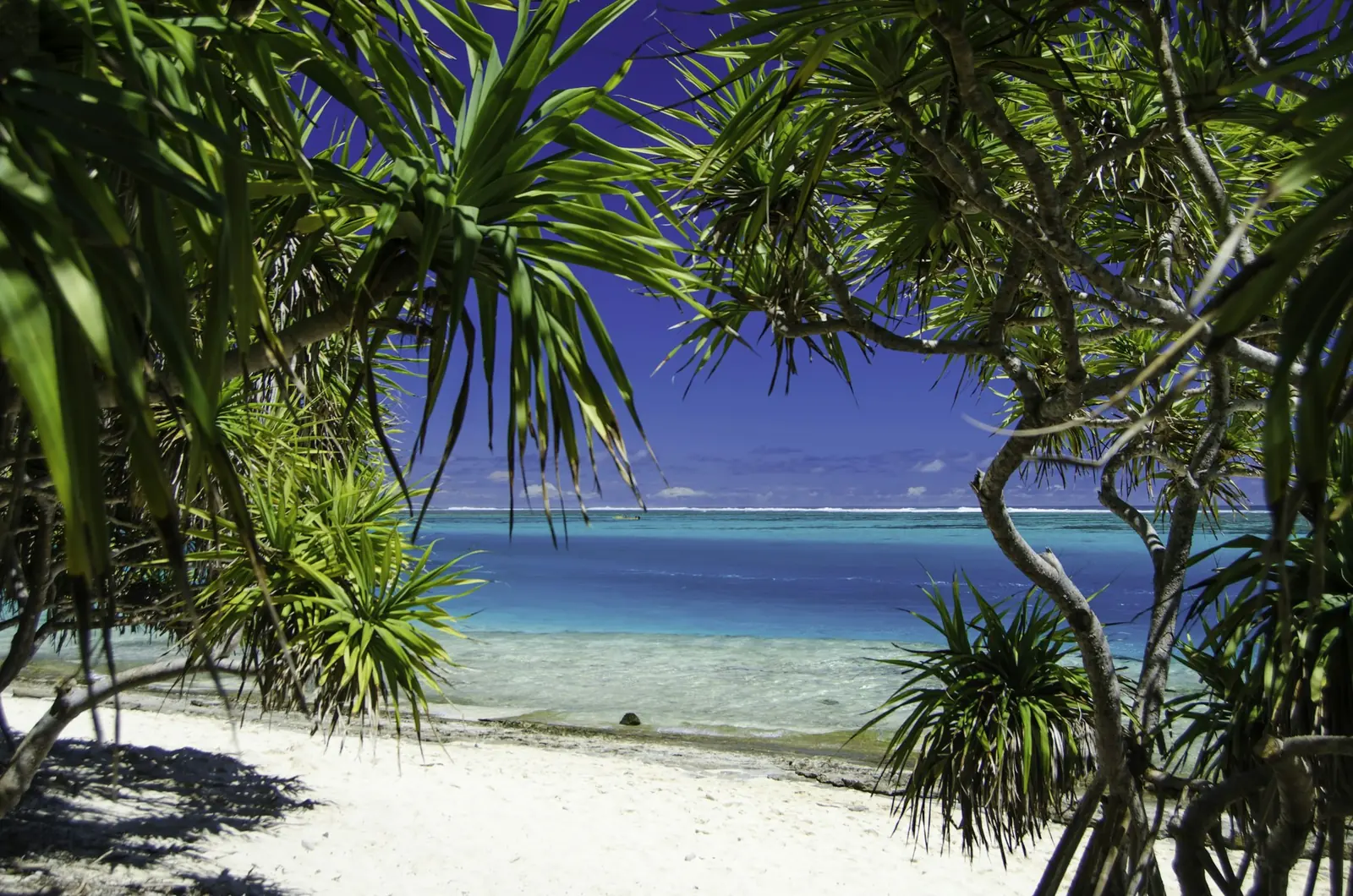 A sandy beach with palm trees in Vanuatu