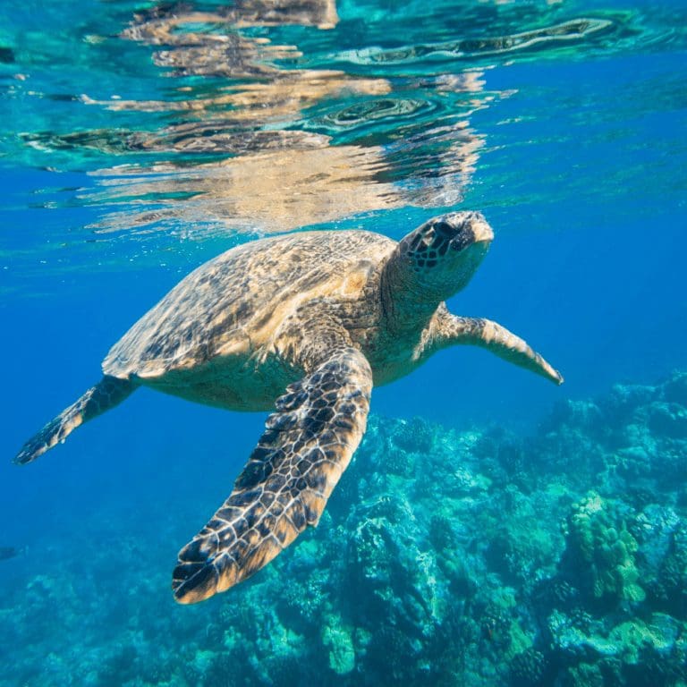 The Department of Sustainable Development Saint Lucia launches RESTORE documentary series