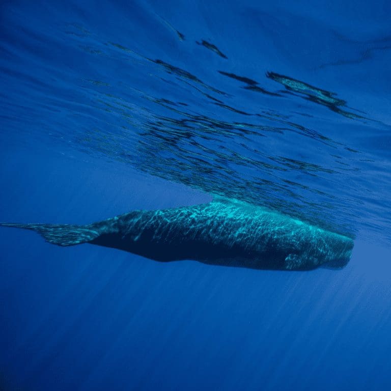 The sperm whales of Dominica