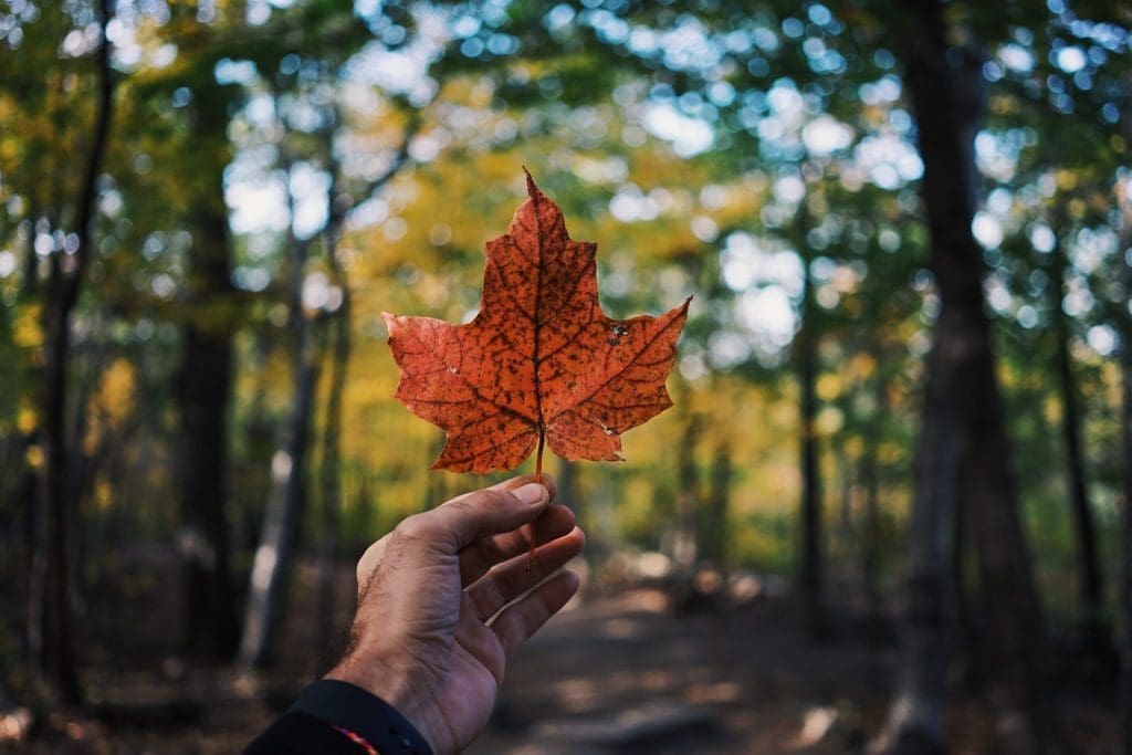 Canada Remains a Popular Immigration Destination For US Citizens