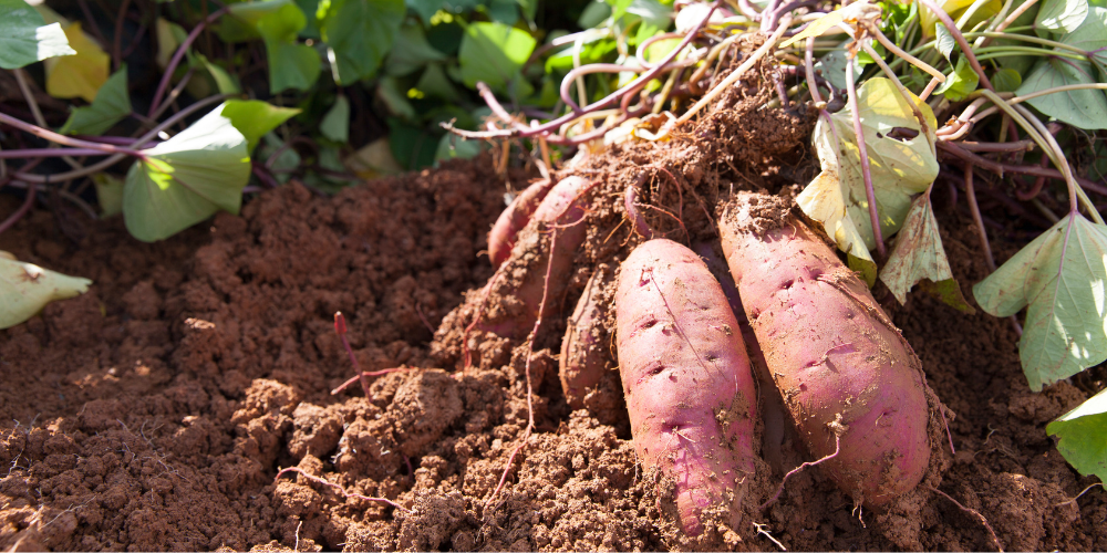 sweet potato
