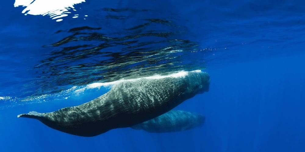 Dominica establishes pioneering marine reserve for sperm whales